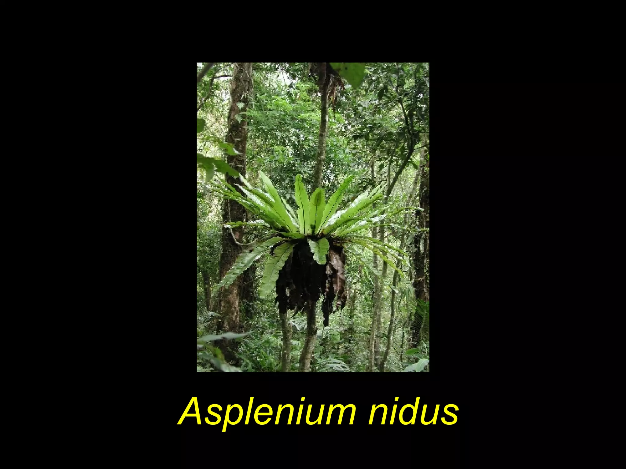 Asplenium nidus