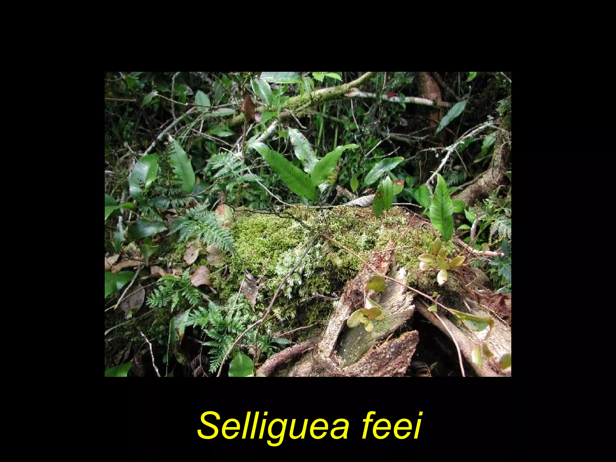 Selliguea feei