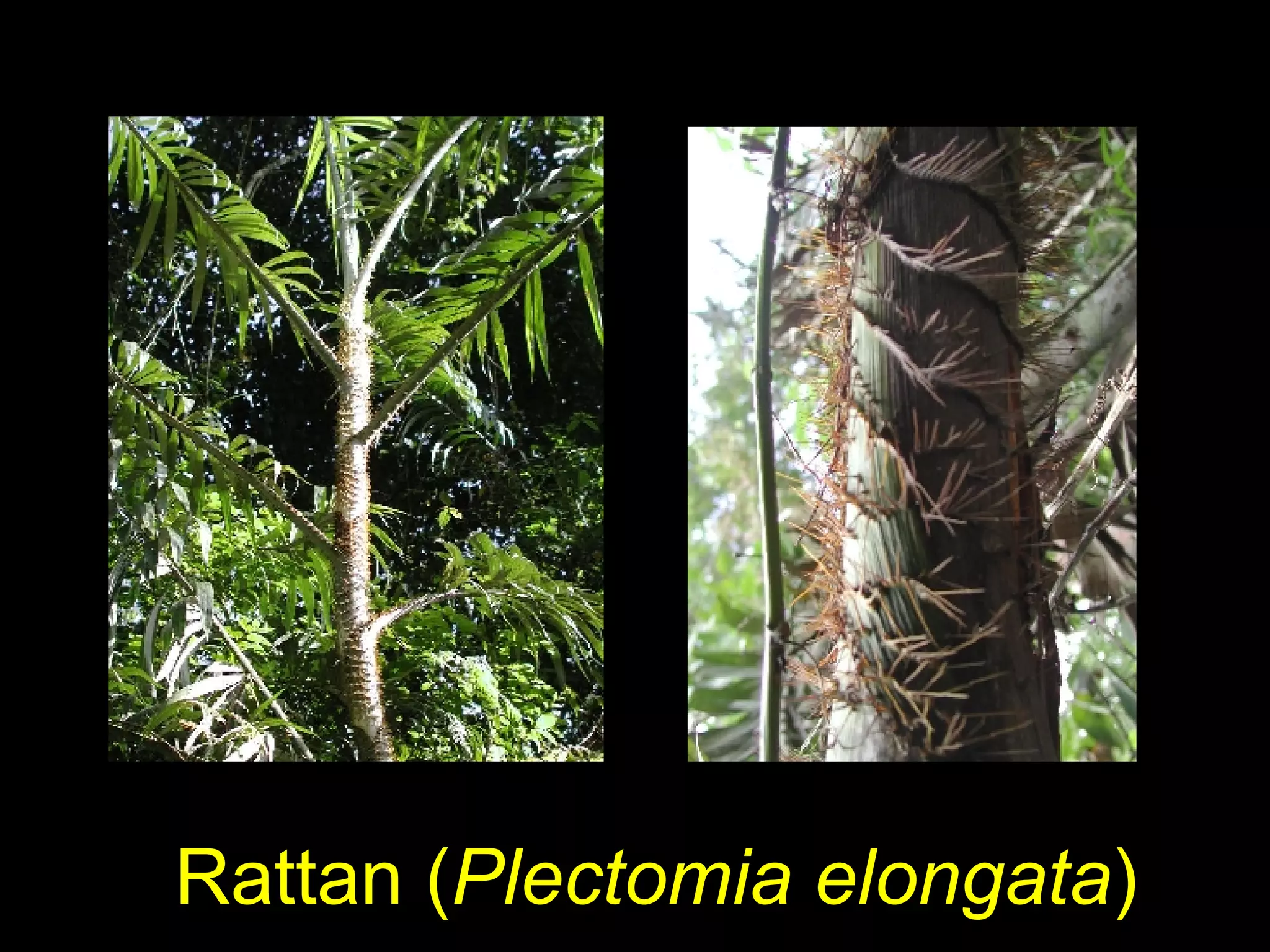 Rattan ( Plectomia elongata )