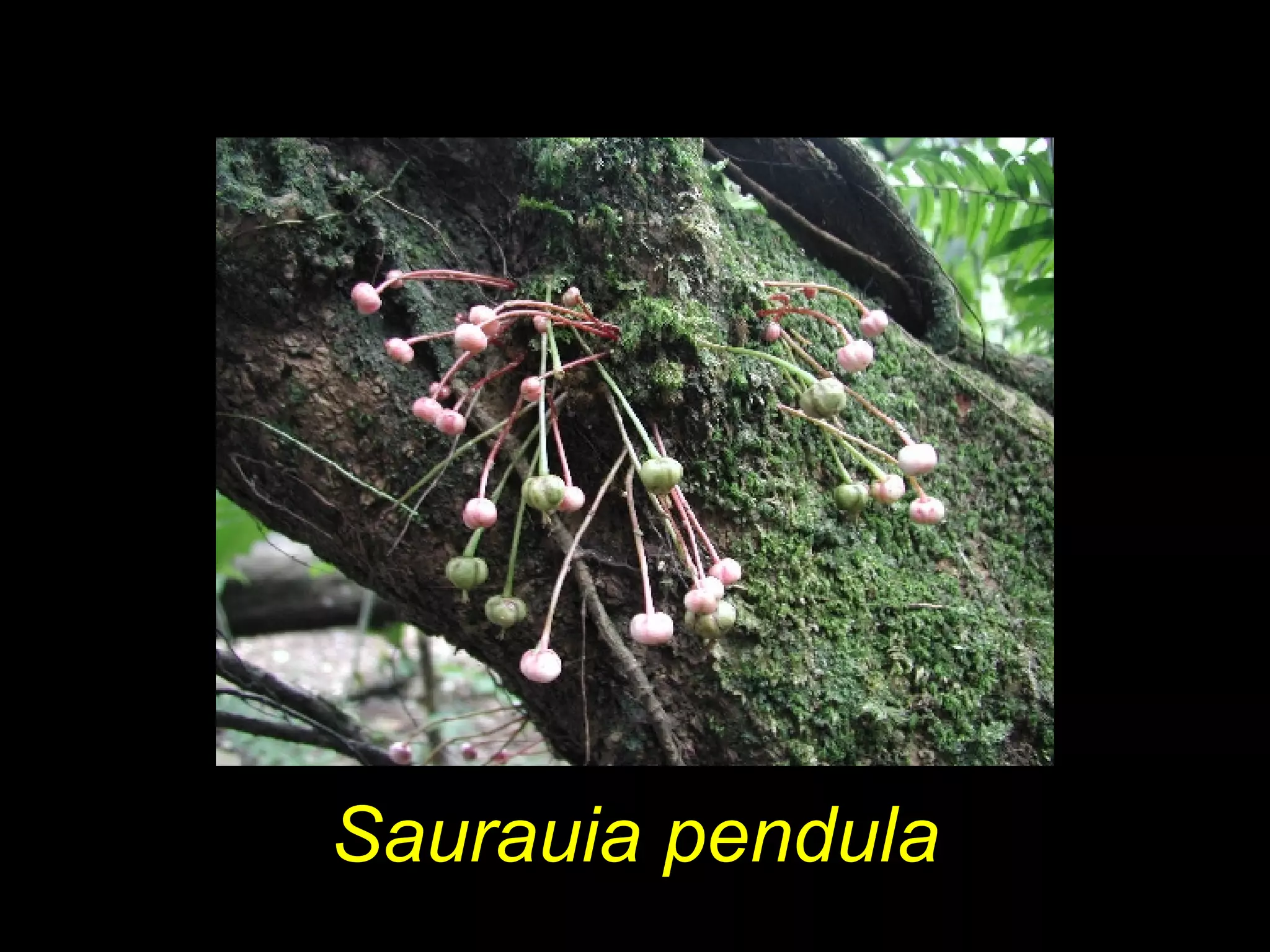 Saurauia pendula