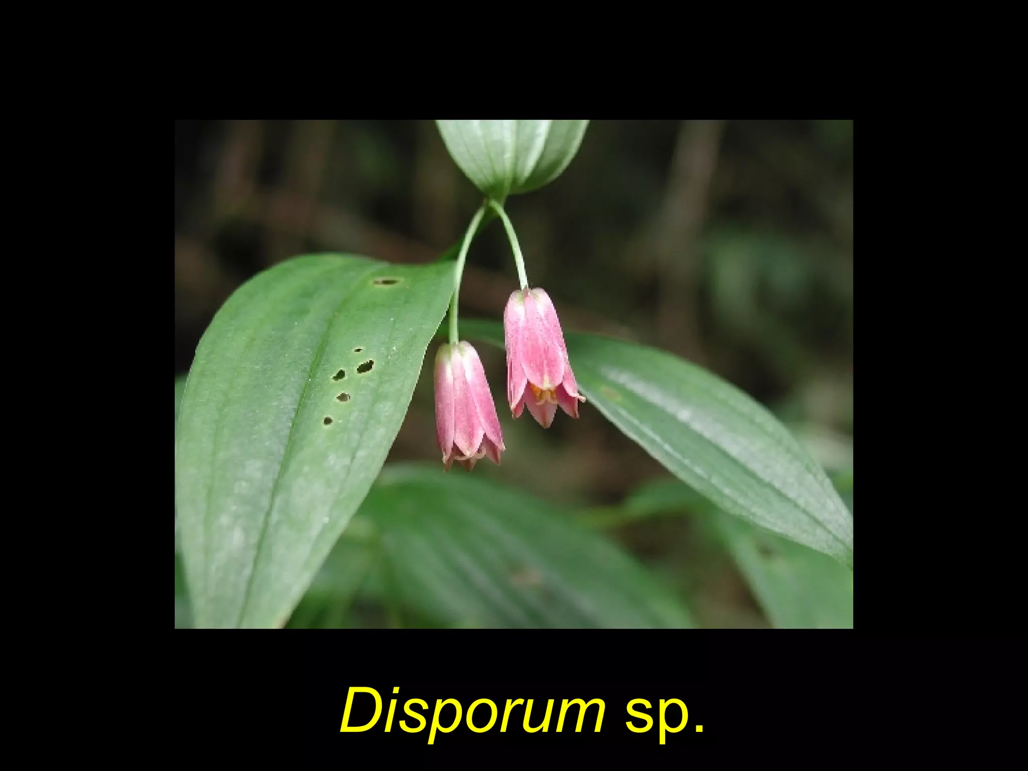 Disporum sp.