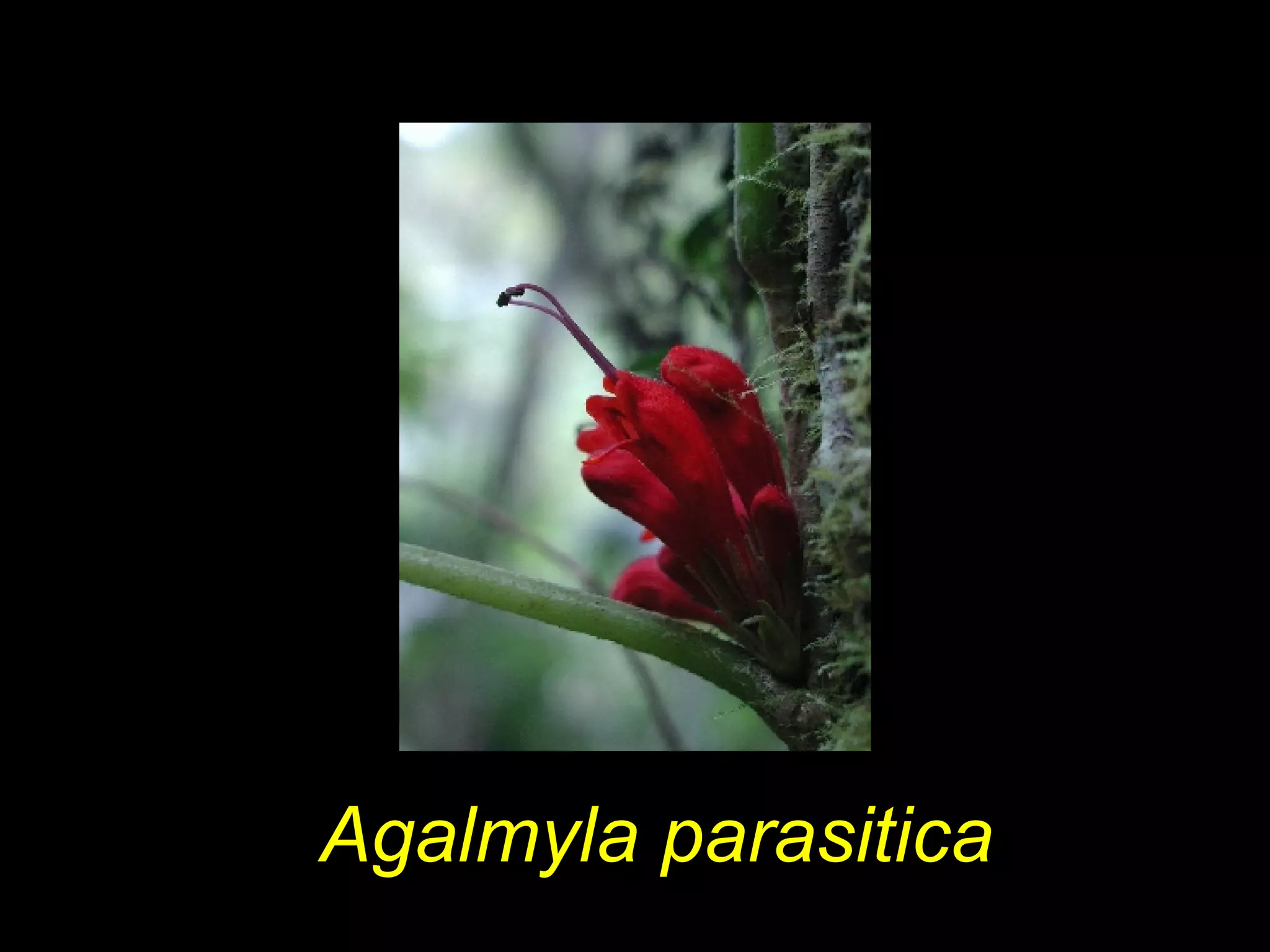 Agalmyla parasitica