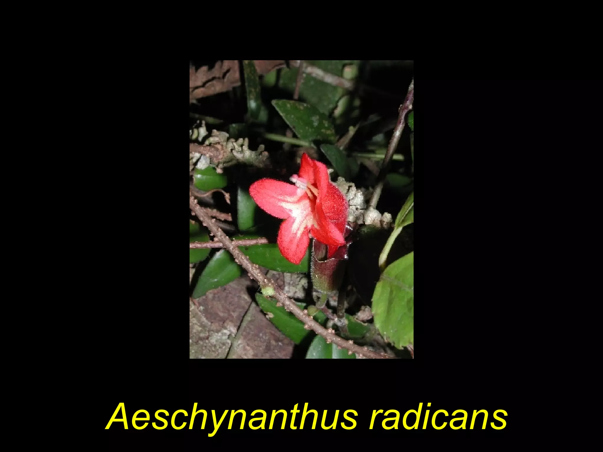 Aeschynanthus radicans
