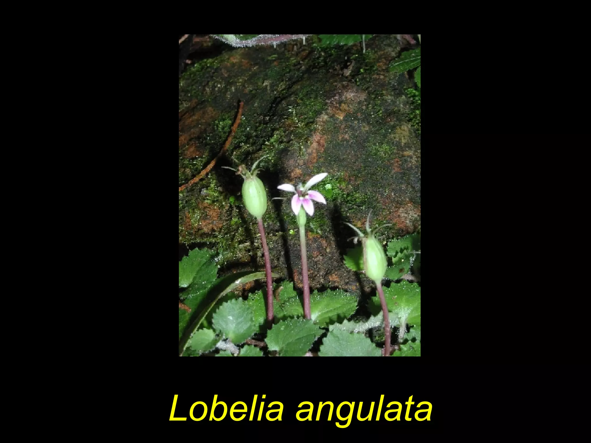 Lobelia angulata