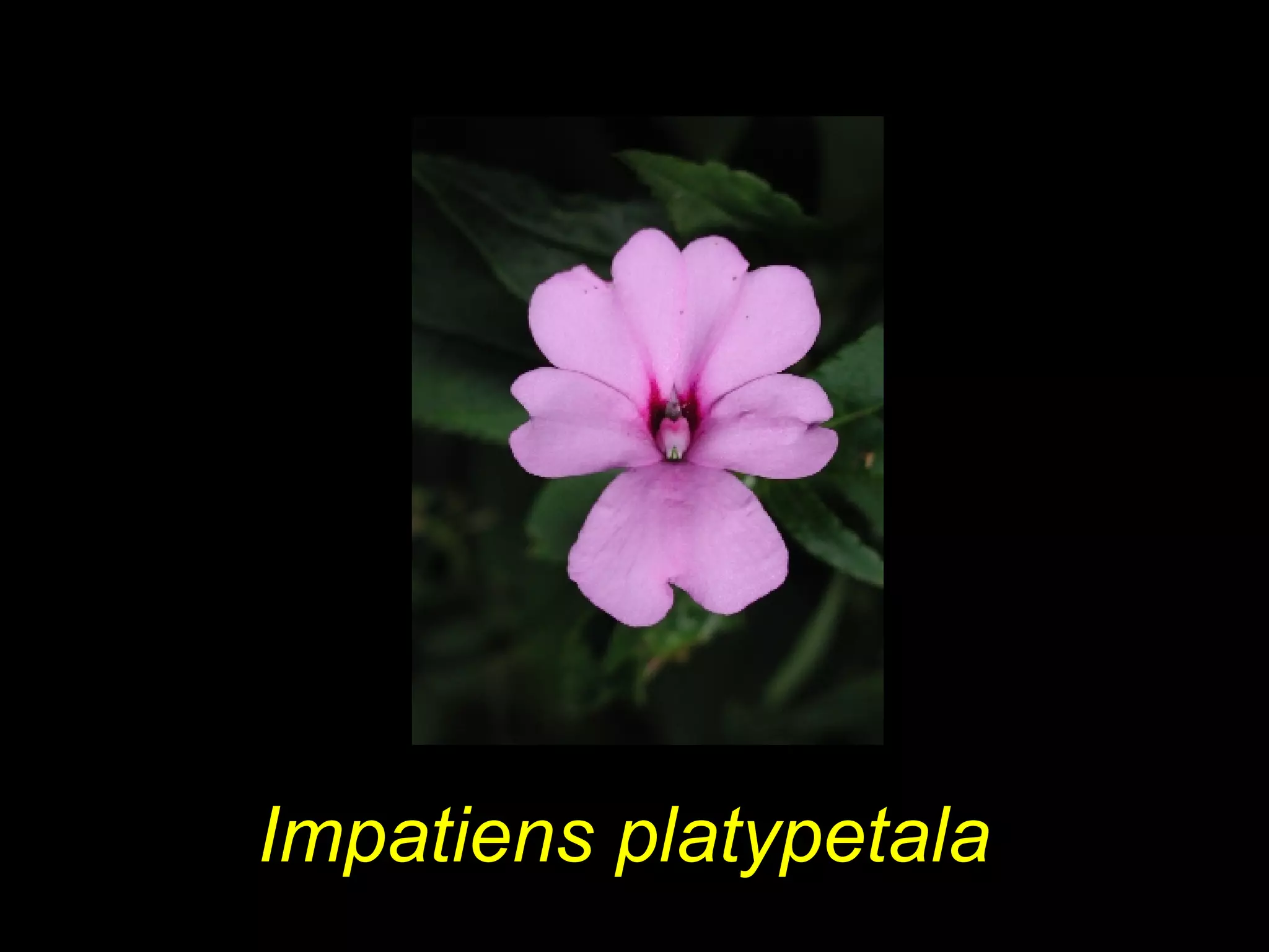 Impatiens platypetala
