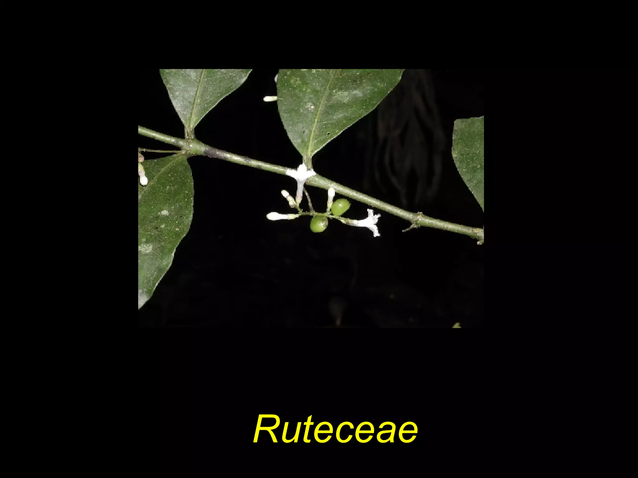 Ruteceae