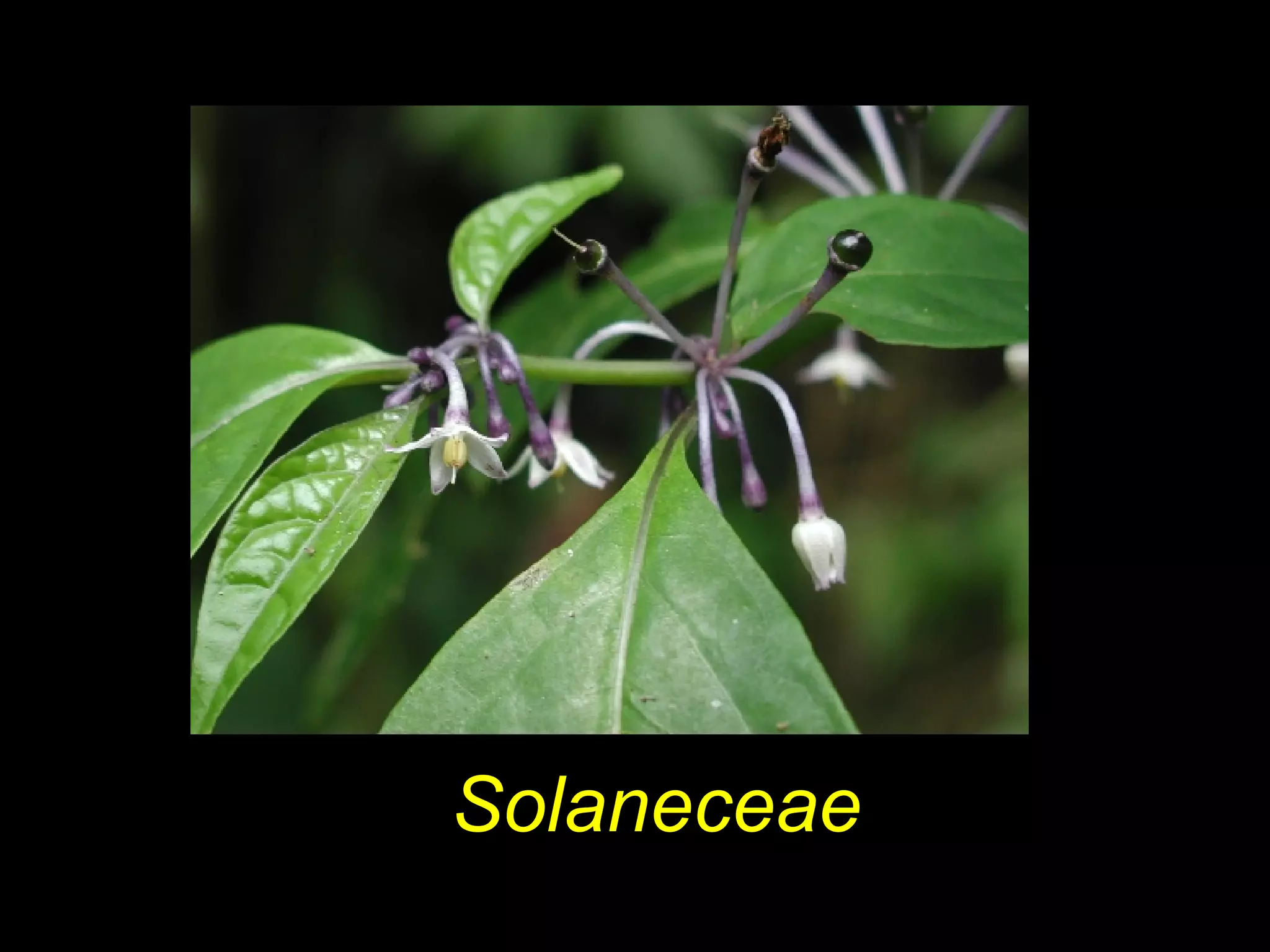 Solaneceae