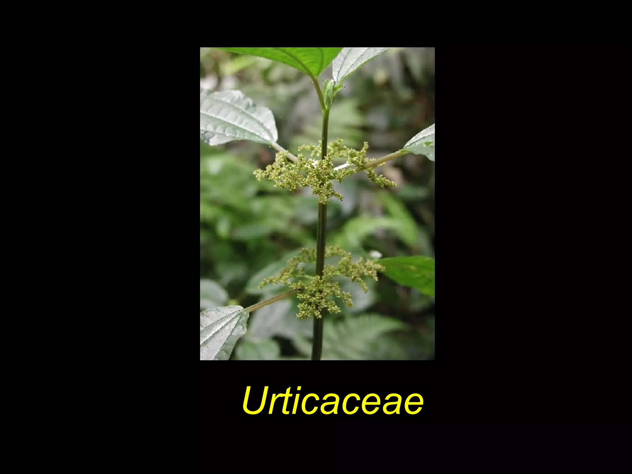 Urticaceae
