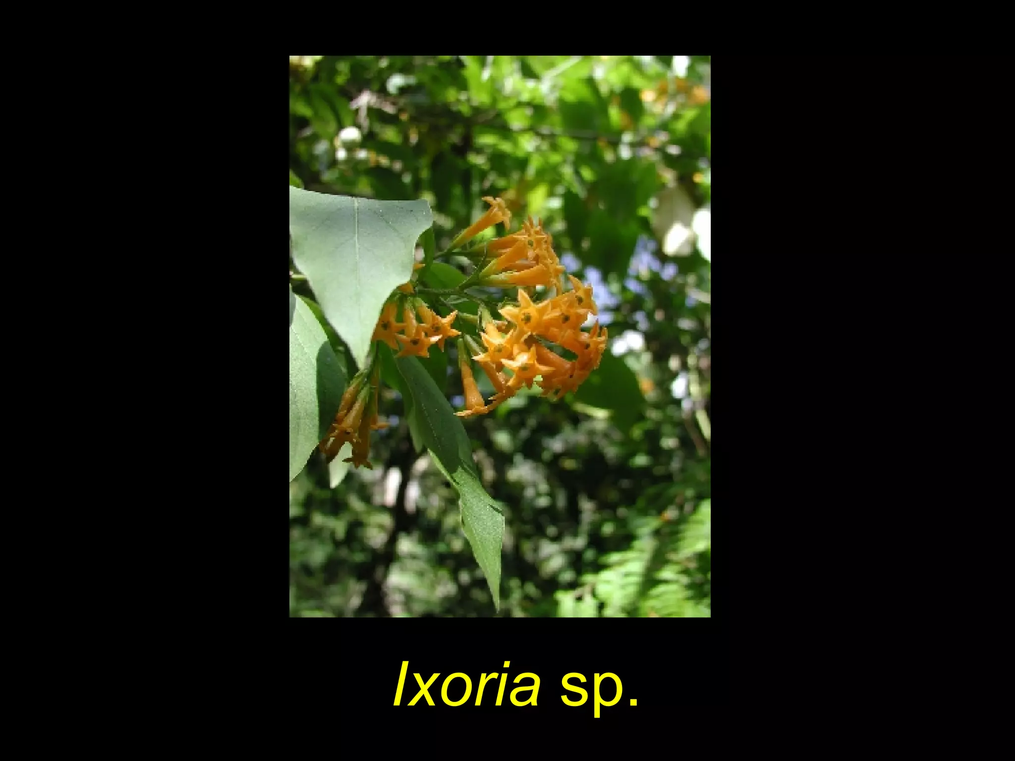 Ixoria sp.