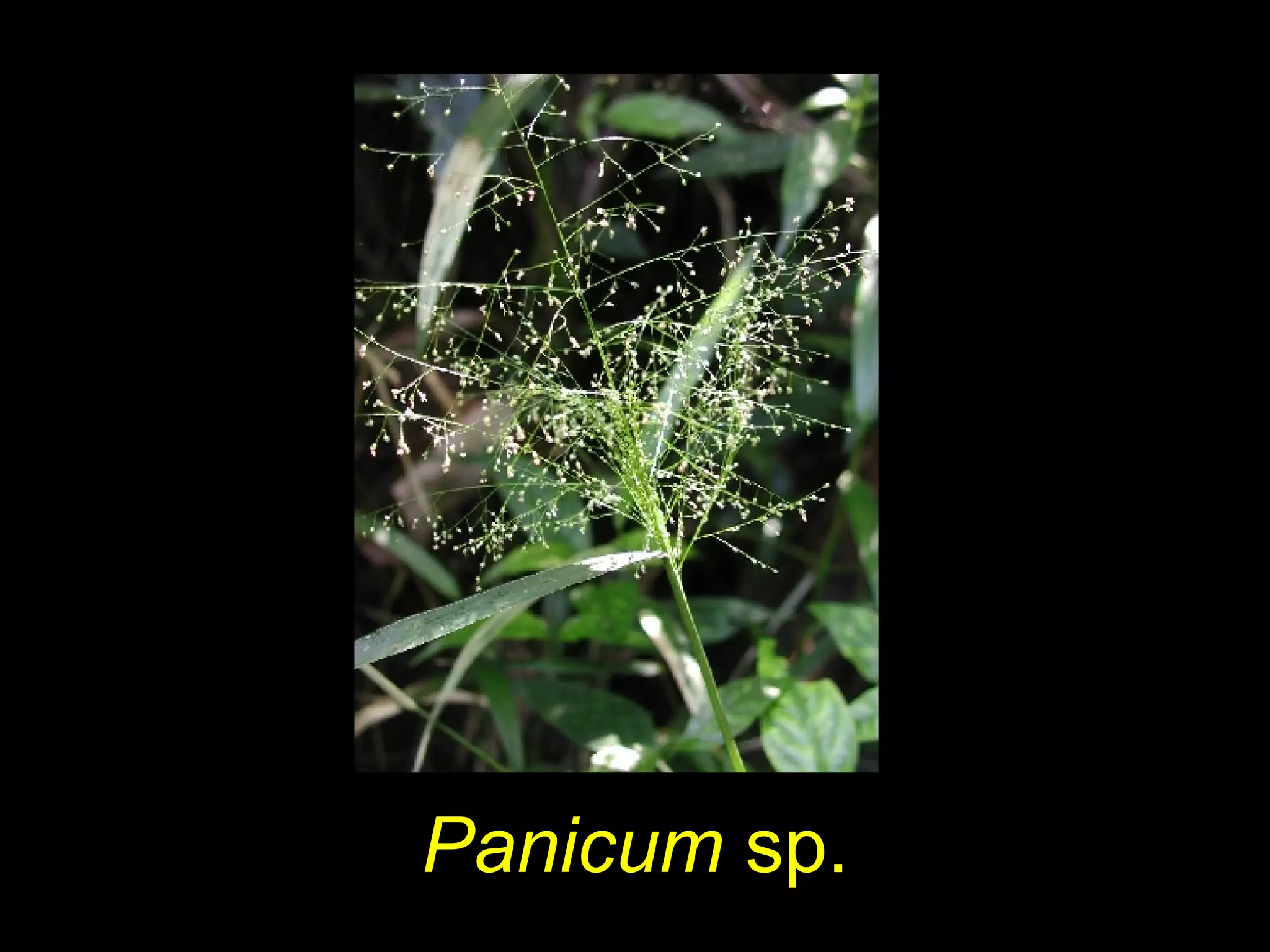 Panicum sp.