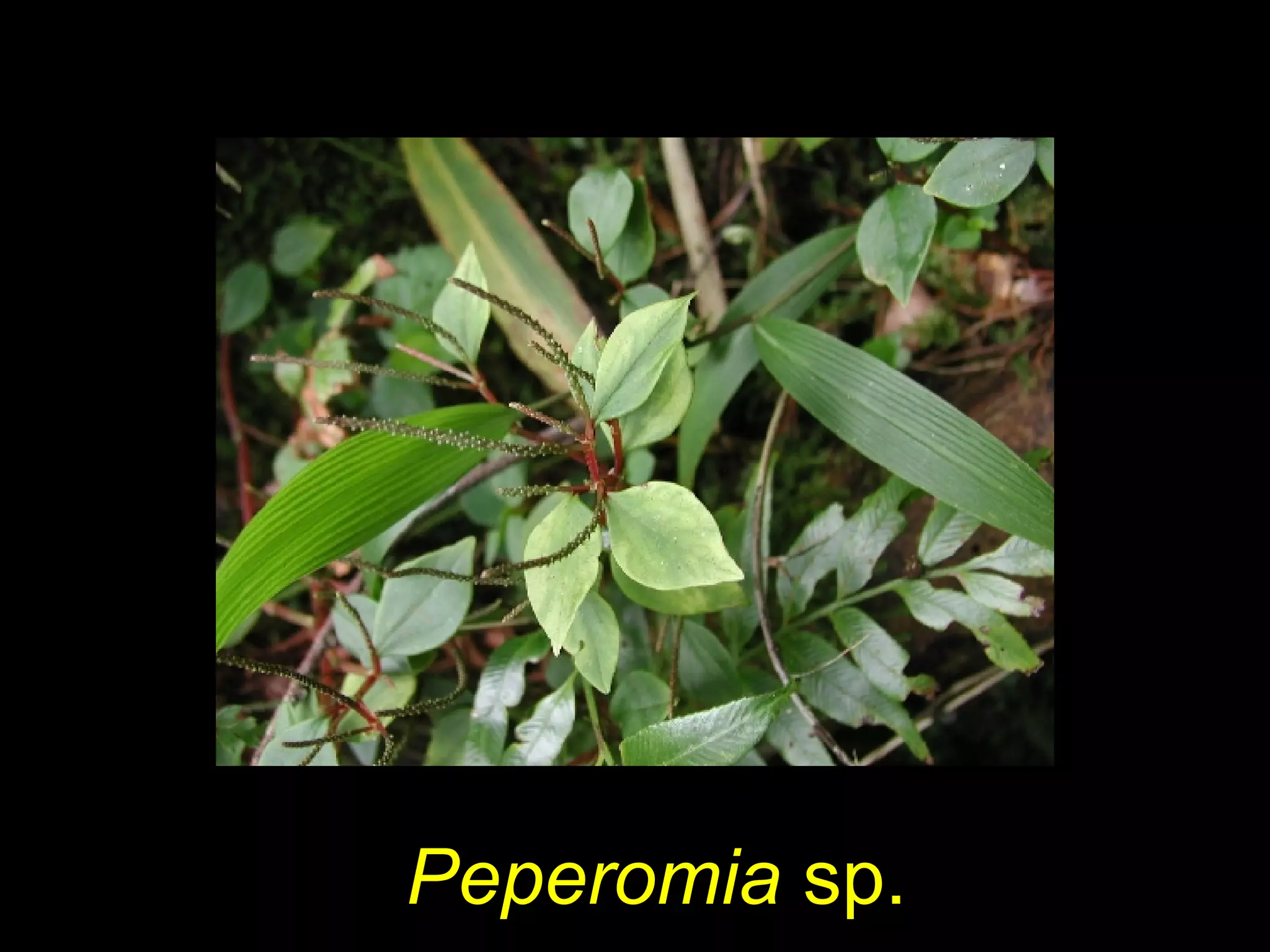 Peperomia sp.