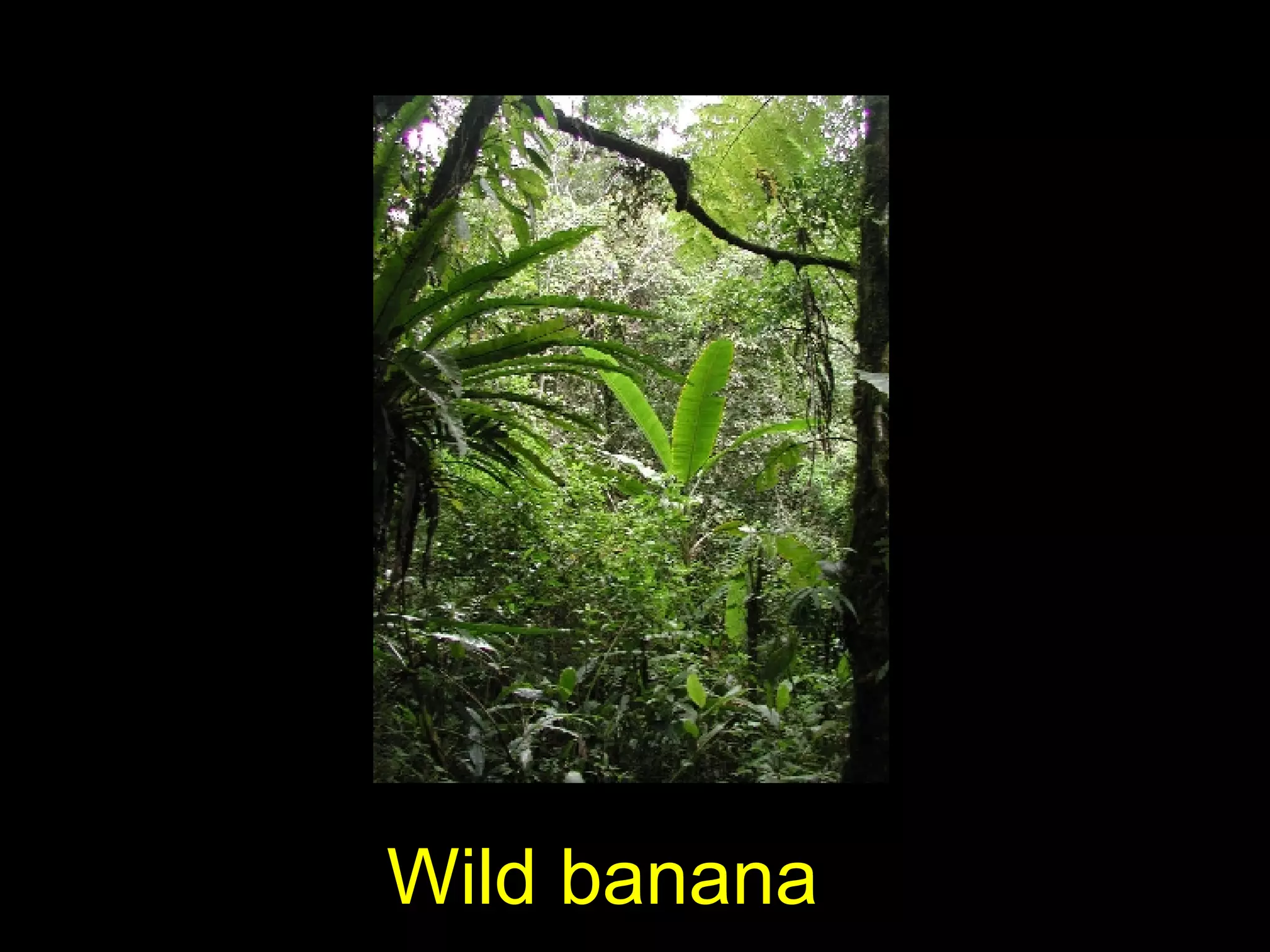 Wild banana