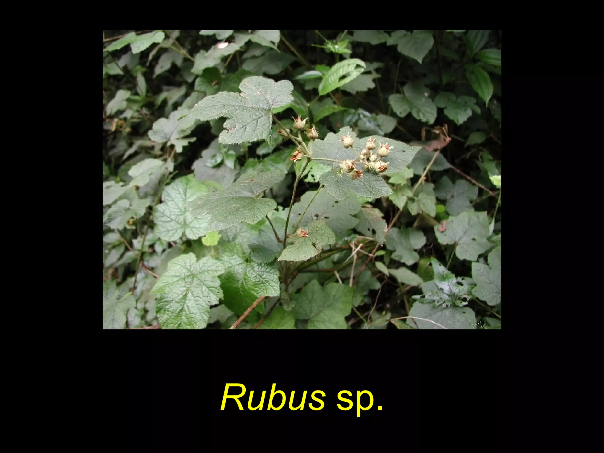Rubus sp.
