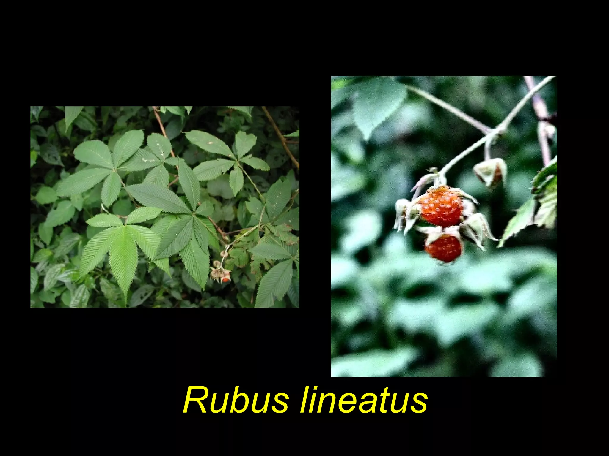 Rubus lineatus