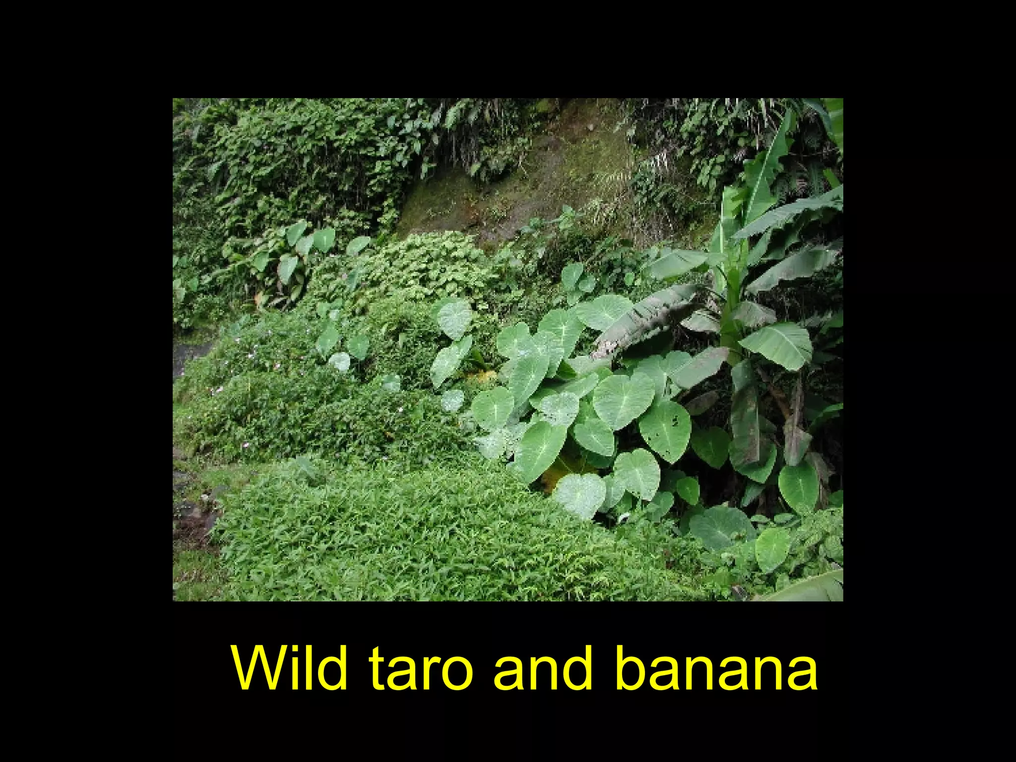Wild taro and banana