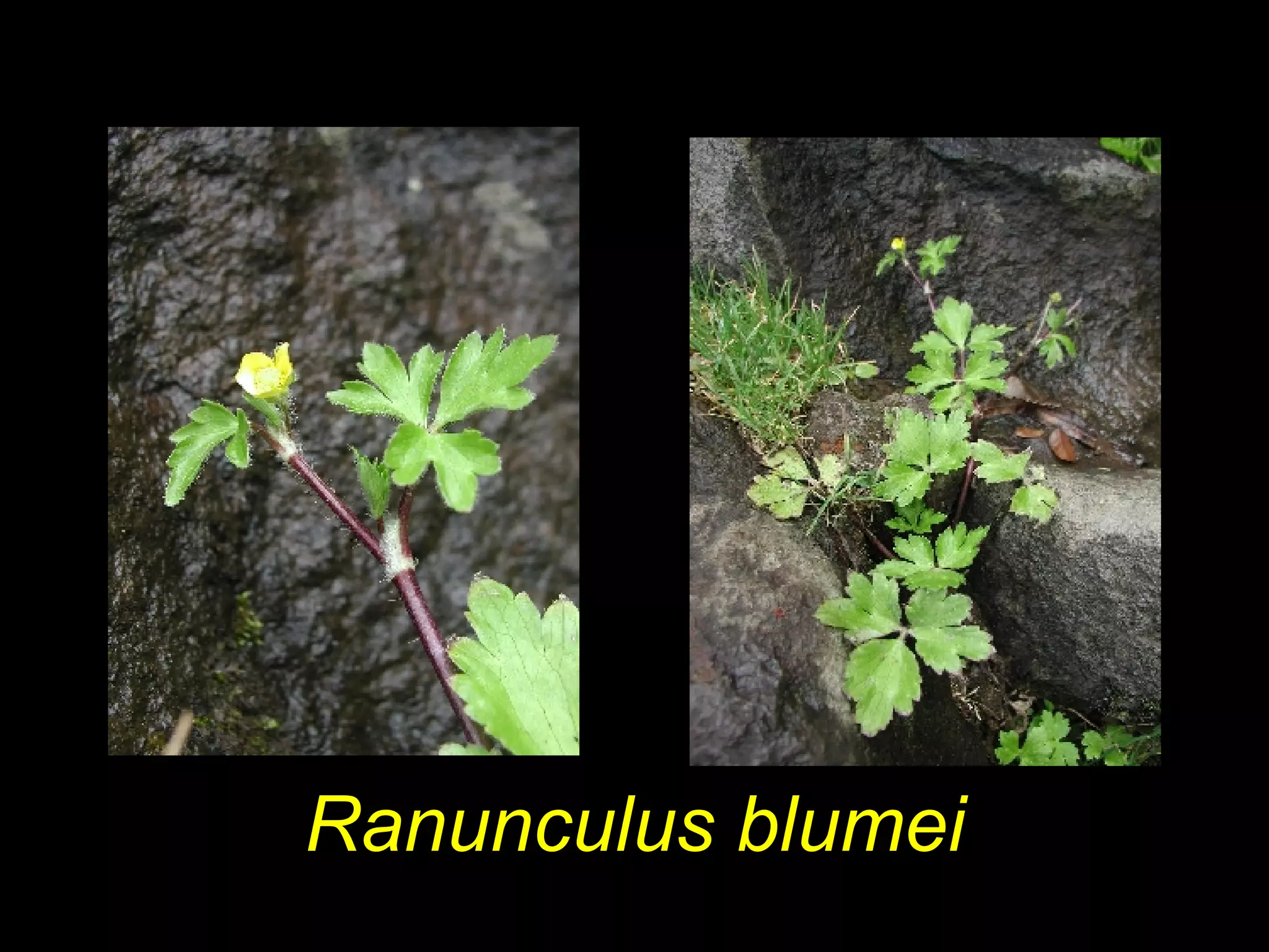 Ranunculus blumei