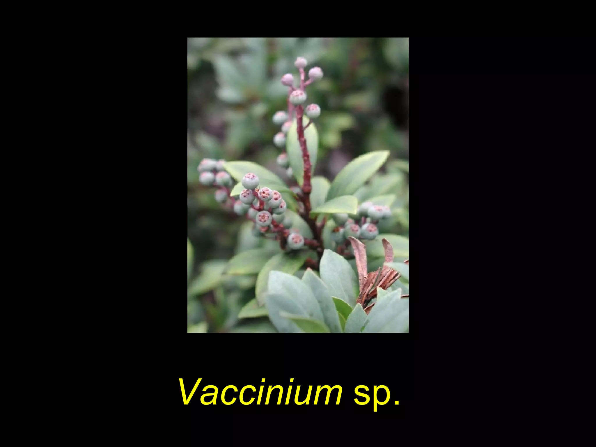 Vaccinium sp.