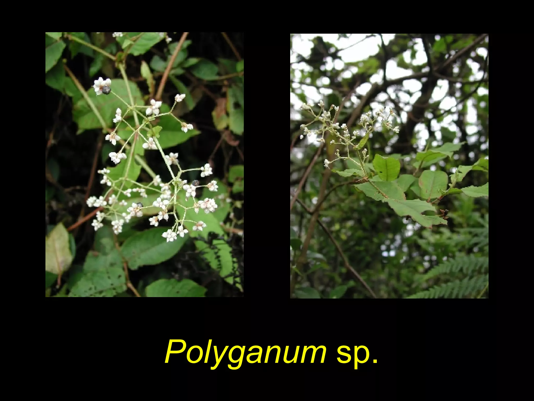 Polyganum sp.