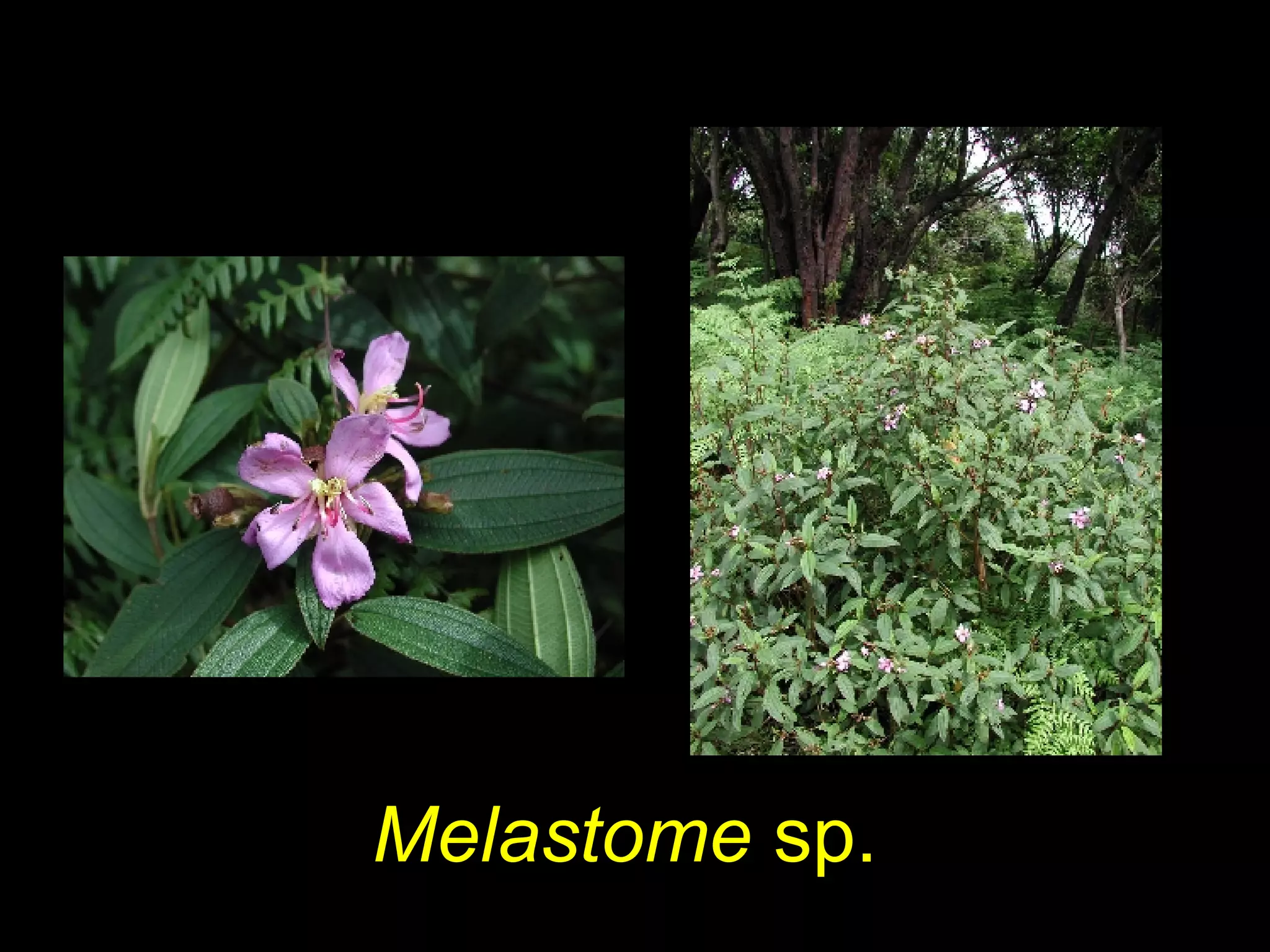 Melastome sp.