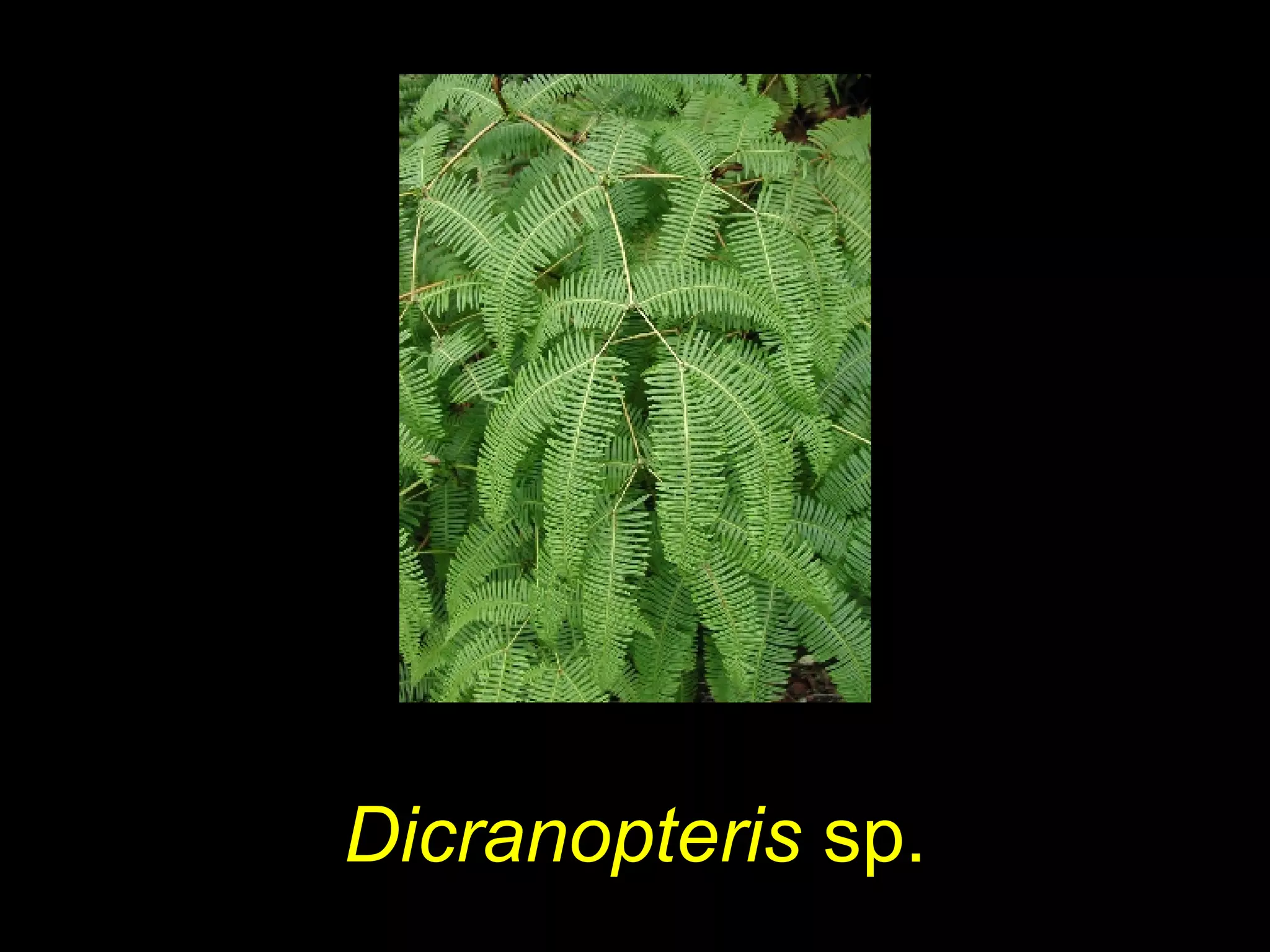 Dicranopteris sp.
