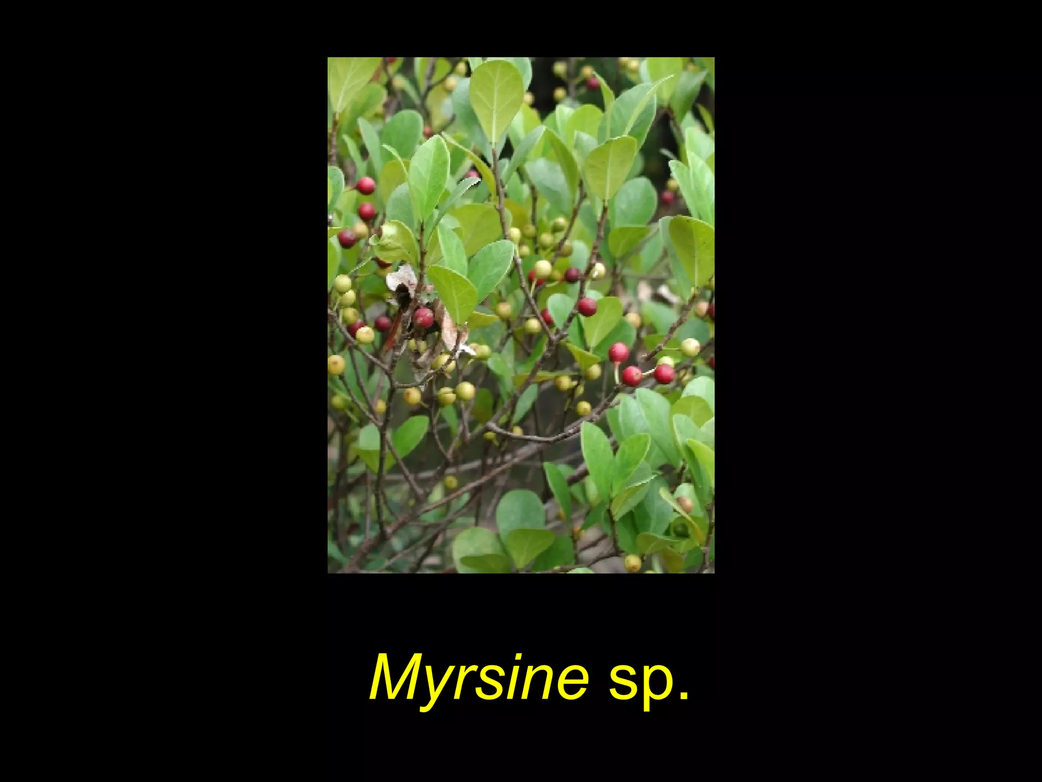 Myrsine sp.