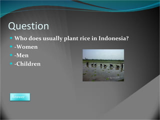 Question Who does usually plant rice in Indonesia? -Women -Men -Children Answer 