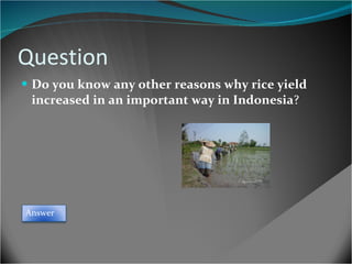 Question Do you know any other reasons why rice yield increased in an important way in Indonesia ? Answer 
