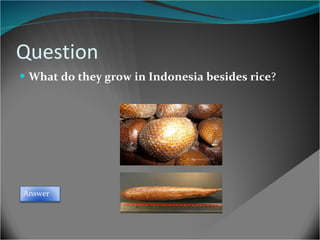 Question  What do they grow in Indonesia besides rice ?  Answer 
