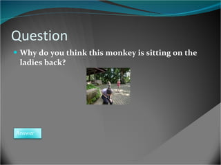 Question Why do you think this monkey is sitting on the ladies back? Answer 