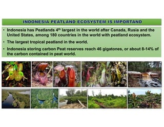 • Indonesia has Peatlands 4th largest in the world after Canada, Rusia and the
United States, among 180 countries in the w...