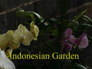 Indonesian Garden Indonesian Garden 
