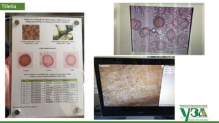 Українська зернова асоціація
Ukrainian Grain Association
Tilletia
 