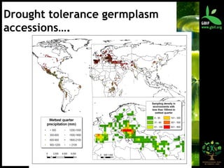 Drought tolerance germplasm accessions…. 