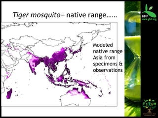 Tiger mosquito – native range…… Modeled native range in Asia from specimens & observations  