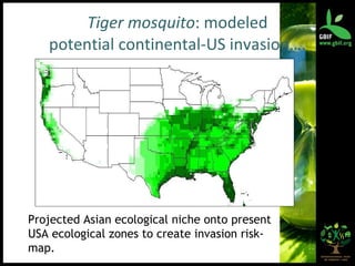 Tiger mosquito : modeled potential continental-US invasion…. Projected Asian ecological niche onto present USA ecological zones to create invasion risk-map.  