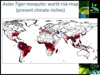 Asian Tiger mosquito : world risk-map (present climate niches) 