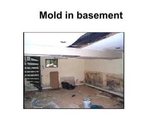 Mold in basement 
 