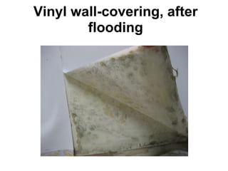 Vinyl wall-covering, after 
flooding 
 