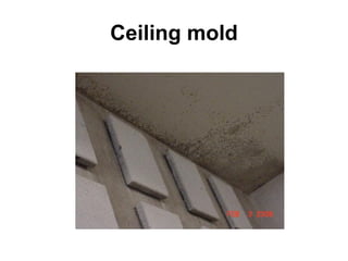 Ceiling mold 
 