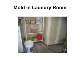 Mold in Laundry Room 
 
