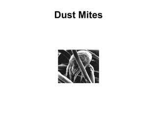 Dust Mites 
 