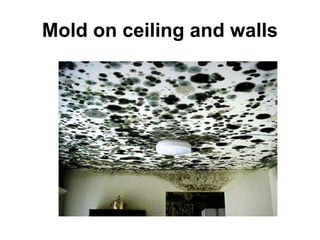 Mold on ceiling and walls 
 
