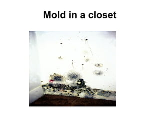 Mold in a closet 
 