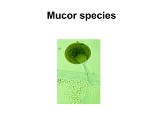 Mucor species 
 