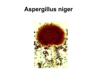 Aspergillus niger 
 
