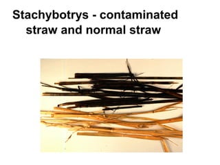 Stachybotrys - contaminated 
straw and normal straw 
 