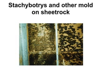 Stachybotrys and other mold 
on sheetrock 
 