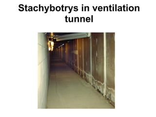 Stachybotrys in ventilation 
tunnel 
 