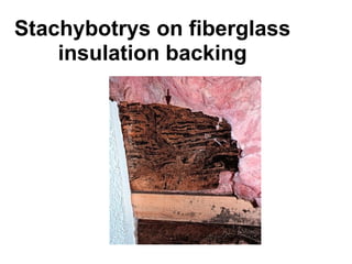 Stachybotrys on fiberglass 
insulation backing 
 
