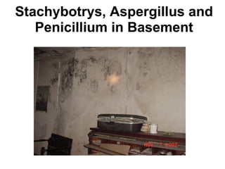 Stachybotrys, Aspergillus and 
Penicillium in Basement 
 
